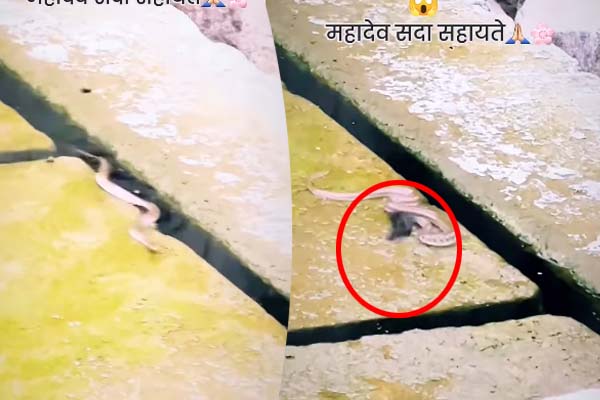 நீரிலிருந்து தரைக்கு வந்த மீன்… உயிரைக் காப்பாற்றிய பாம்பு…. மெய்சிலிர்க்க வைக்கும் வீடியோ…!!!