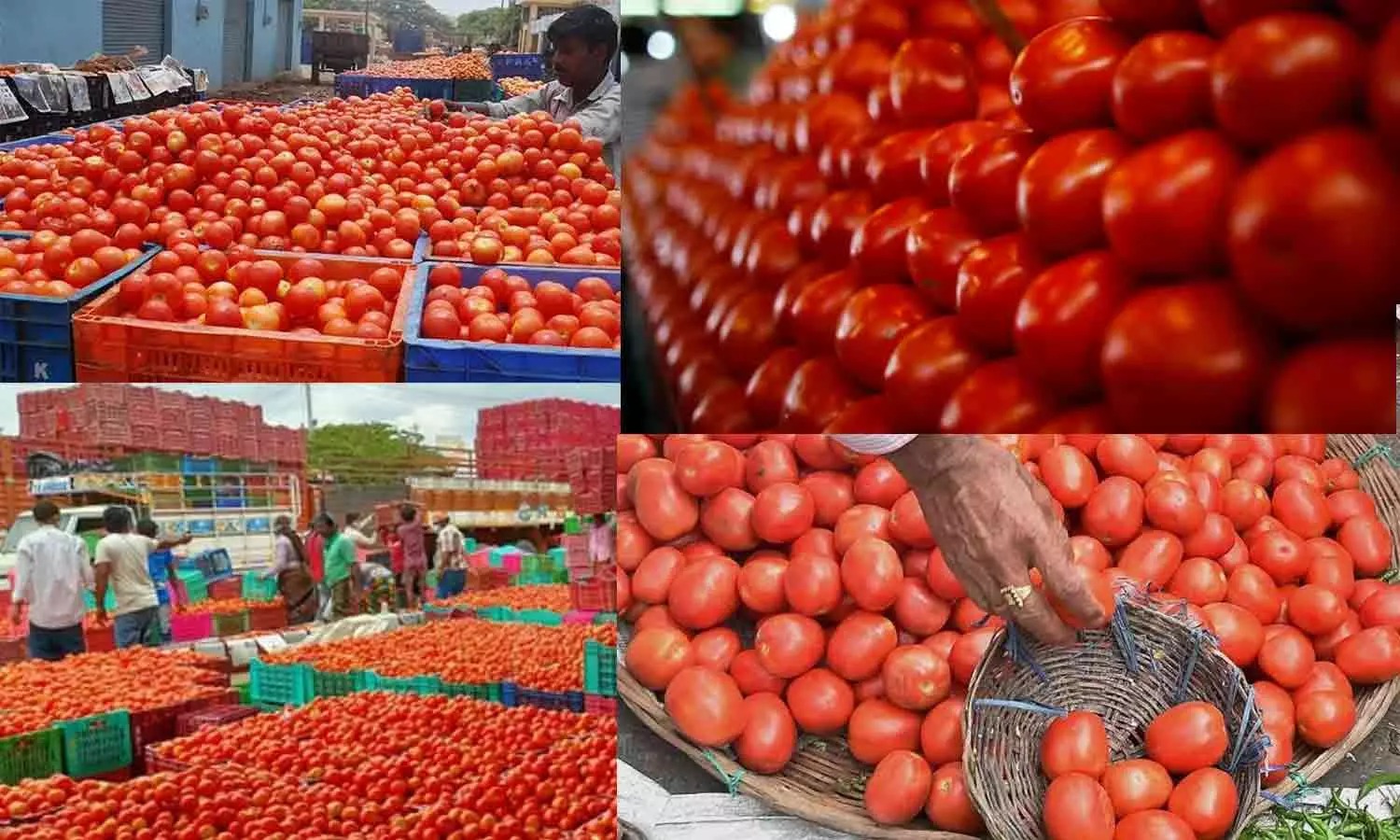 தக்காளி பெட்டியின் விலை ரூ.900 உயர்ந்தது…. காலையிலேயே இல்லத்தரசிகளுக்கு ஷாக் நியூஸ்….!!!