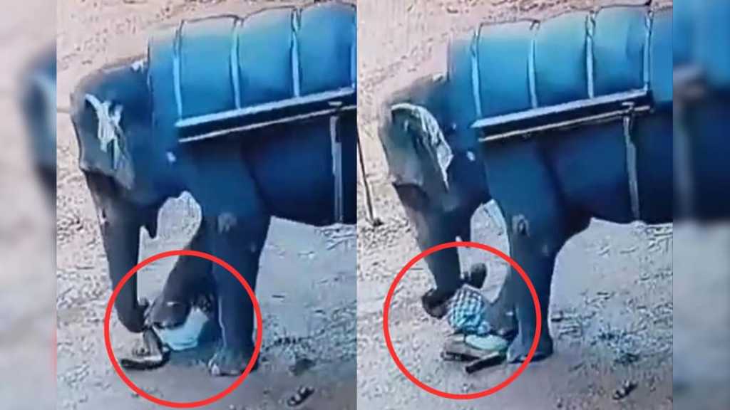 பிரம்பால் அடித்த பாகன்… ஆத்திரத்தில் மிதித்தே கொன்ற யானை… துடிதுடித்து பலியான உயிர்… பகீர் வீடியோ…!!!