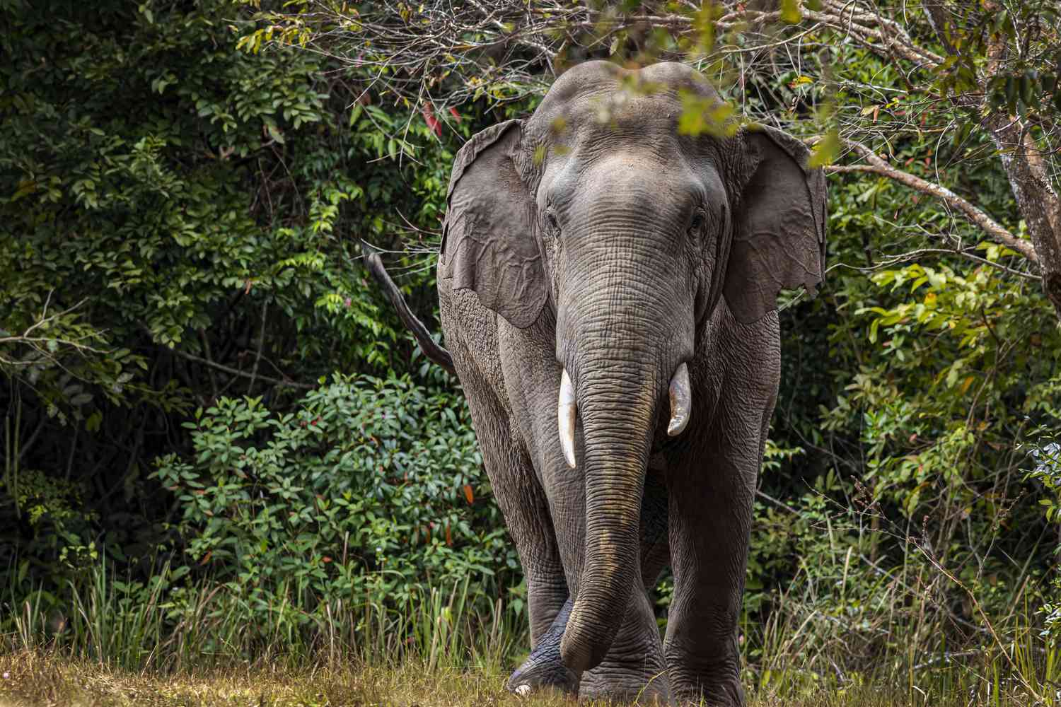 அதிவேகமாக வந்து யானை மீது மோதிய வாலிபர்… நொடியில் அரங்கேறிய  சம்பவம்…. பெரும் சோகம்..!!