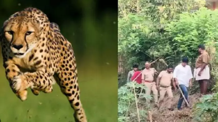 பொது இடங்களில் சிறுத்தை நடமாட்டம்… தீவிர கண்காணிப்பில் வனத்துறையினர்… பீதியில் பொதுமக்கள்…!!