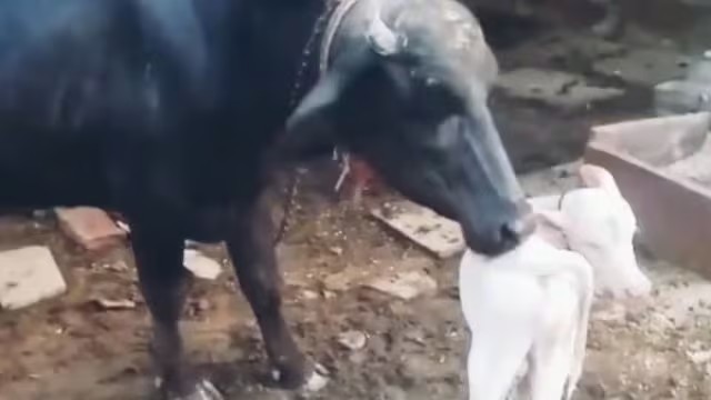 அட…! என்னப்பா சொல்றீங்க…! எருமை மாட்டுக்கு வெள்ளை நிற கன்று குட்டியா… ஆச்சரியமா இருக்குதே…!!!