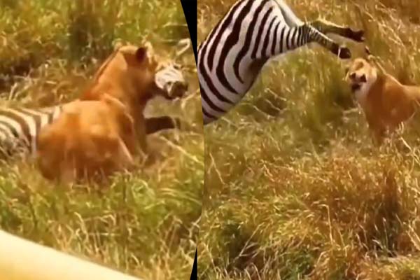 யாரு பிள்ளையடா தொட்ட?… தனது குட்டியை சீண்டிய சிங்கத்தை துவம்சம் செய்த தாய் வரிக்குதிரை… வைரல் வீடியோ…!!!