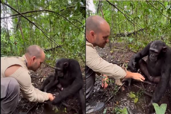 உதவி செய்தவருக்கு நன்றி செலுத்திய சிம்பன்சி… பலரையும் நெகிழ வைக்கும் வீடியோ…!!!