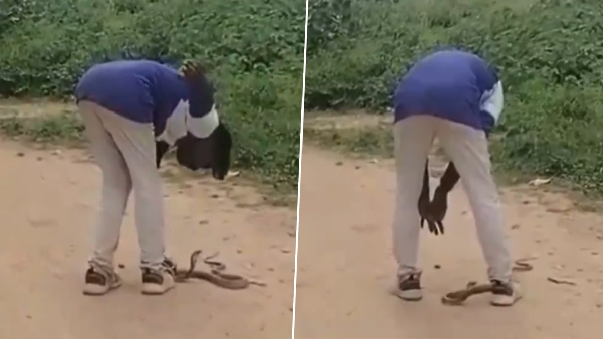 டேய்‌ தம்பி…! அது பொம்மை இல்ல பாம்புடா….  விடாப்பிடியாக வம்பிழுத்து உயிருக்கு போராடும் போதை ஆசாமி…. பகீர் வீடியோ…!!!