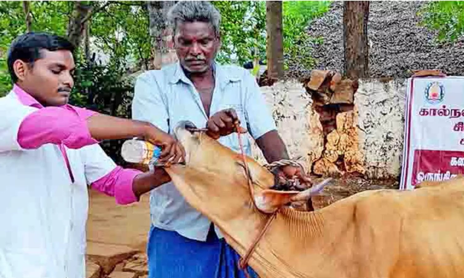 கால்நடைகளுக்கு சில மருந்துகளை ஒரு முறைக்கு மேல் செலுத்த தடை…. தமிழக அரசு அறிவிப்பு…!!