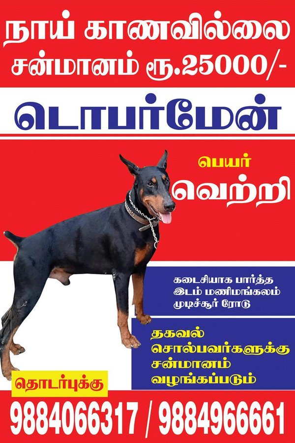 நாயைக் காணவில்லை… கண்டுபிடித்தால் ரூ.25 ஆயிரம் சன்மானம்… சென்னையில் ஒட்டப்பட்ட போஸ்டர்…!!!