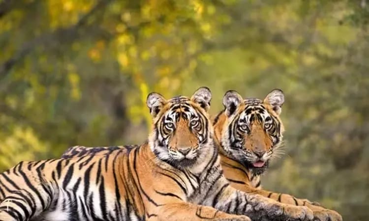 OMG: நாட்டில் 5 வருடங்களில் 628 புலிகள் உயிரிழப்பு…. வெளியான அதிர்ச்சி ரிப்போர்ட்…!!!