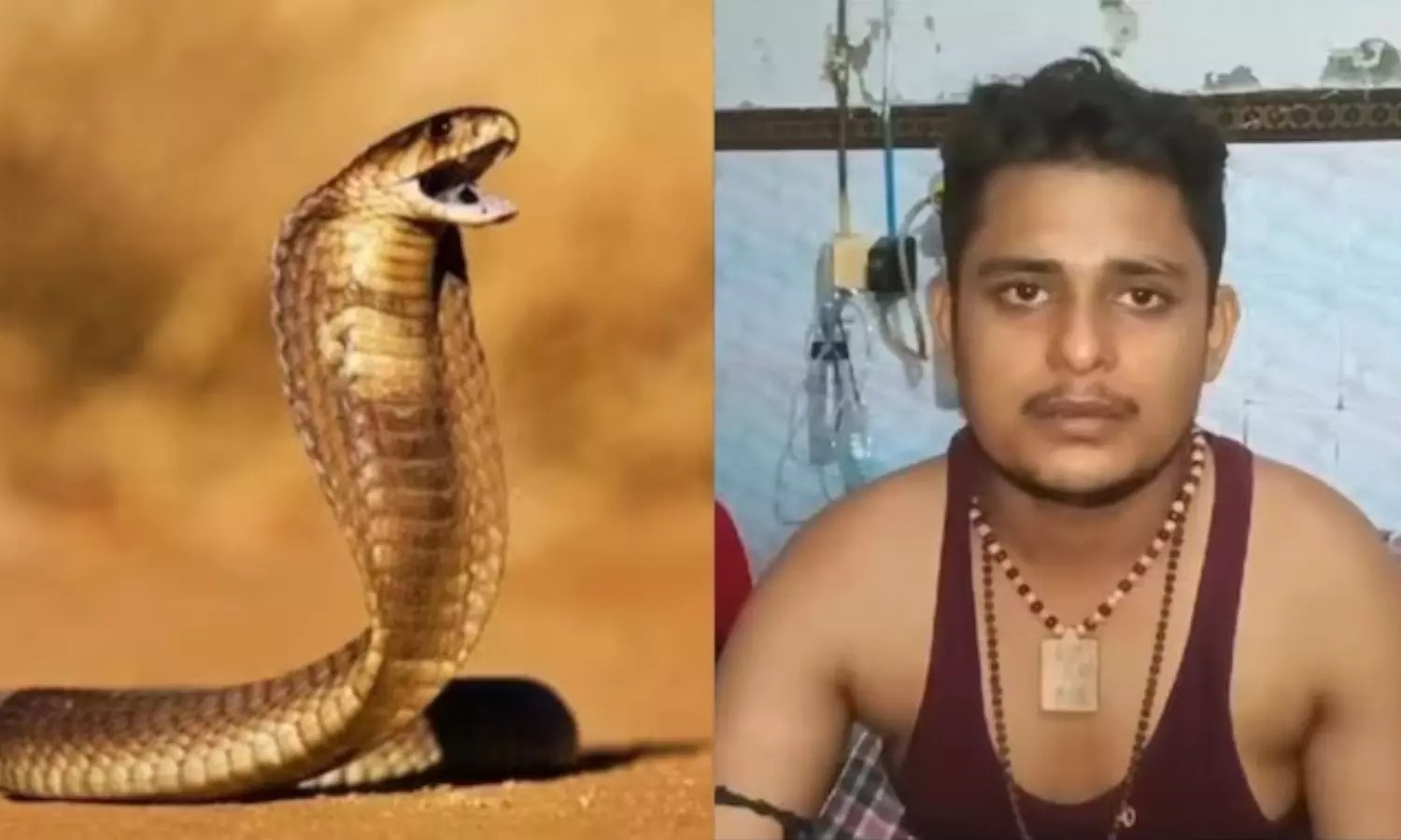 35 நாட்களில் 6 முறை…. இளைஞரை தேடி தேடி கடிக்கும் பாம்பு…. அதிர்ச்சி சம்பவம்….!!!