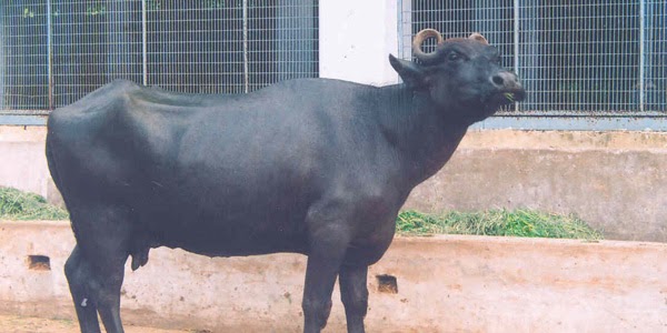 அடச்சீ…! நடக்க முடியாமல் இருந்த எருமை மாடு…. மருத்துவ பரிசோதனையில் காத்திருந்த அதிர்ச்சி…. இப்படியாடா பண்ணுவீங்க…??
