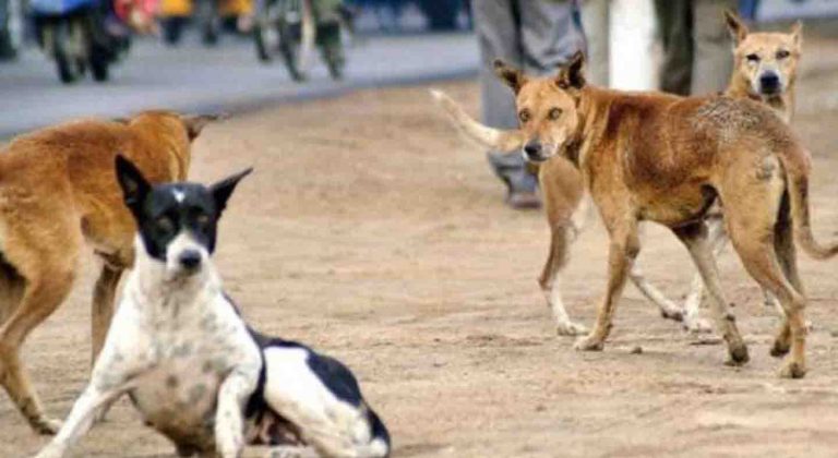 பச்சிளம் குழந்தையை தெரு நாய்கள் தின்ற கொடுமை…. உச்சக்கட்ட அதிர்ச்சி சம்பவம்…!!!