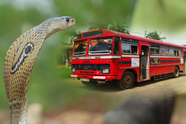 பேருந்து நடத்துனர் மீது பாம்பு வீச்சு… போதையில் பெண் அட்டூழியம்..!!!