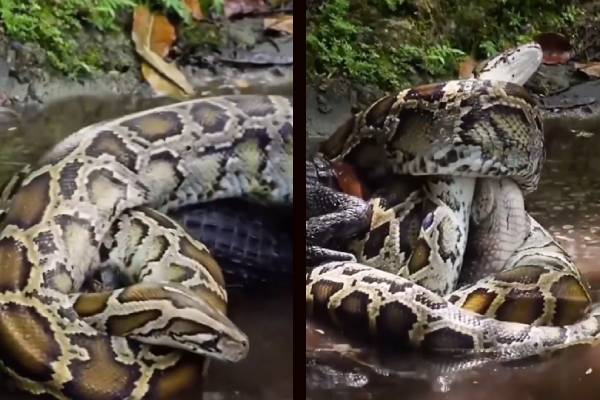 யாரு பெருசுன்னு பாத்திடலாமா?… மலைப்பாம்புக்கு முதலைக்கும் இடையே நடந்த வேட்டை… திகிலூட்டும் வைரல் வீடியோ…!!!