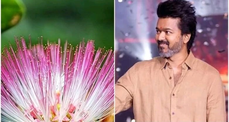 தமிழர்களின் வாழ்வியலோடு கலந்த வாகை மலர்… விஜயின் கட்சி கொடியில் இடம்பெறுகிறதா….???