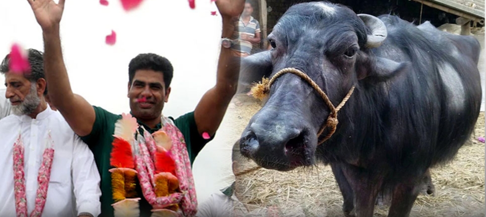 “தங்கம் வென்ற அர்ஷத் நதீம்”… பாகிஸ்தானில் பரிசாக கிடைத்த எருமை மாடு…. யார் கொடுத்தாங்க தெரியுமா…?