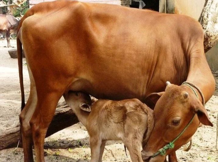 தமிழகத்தில் கால்நடை வளர்ப்பிற்கு ‌ ரூ.1.20 லட்சம் கடனுதவி…. யாருக்கெல்லாம் கிடைக்கும் தெரியுமா…?