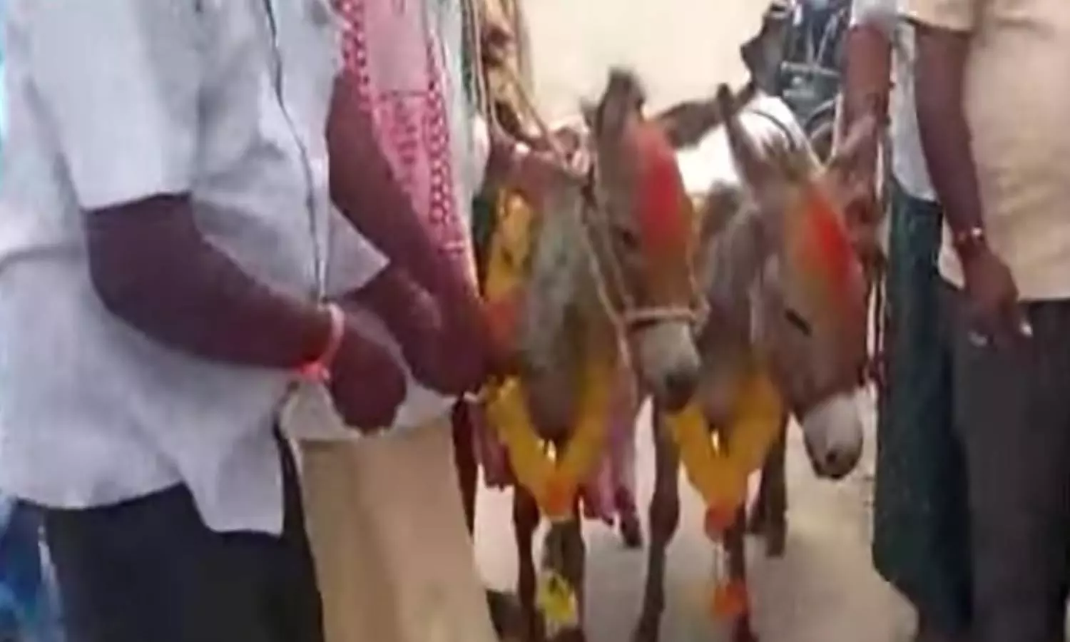 “கழுதைக்கும் கழுதைக்கும் கல்யாணமாம்”… அதை பார்க்க ஊரே கூடியிருக்கு… வினோத சம்பவம்..!