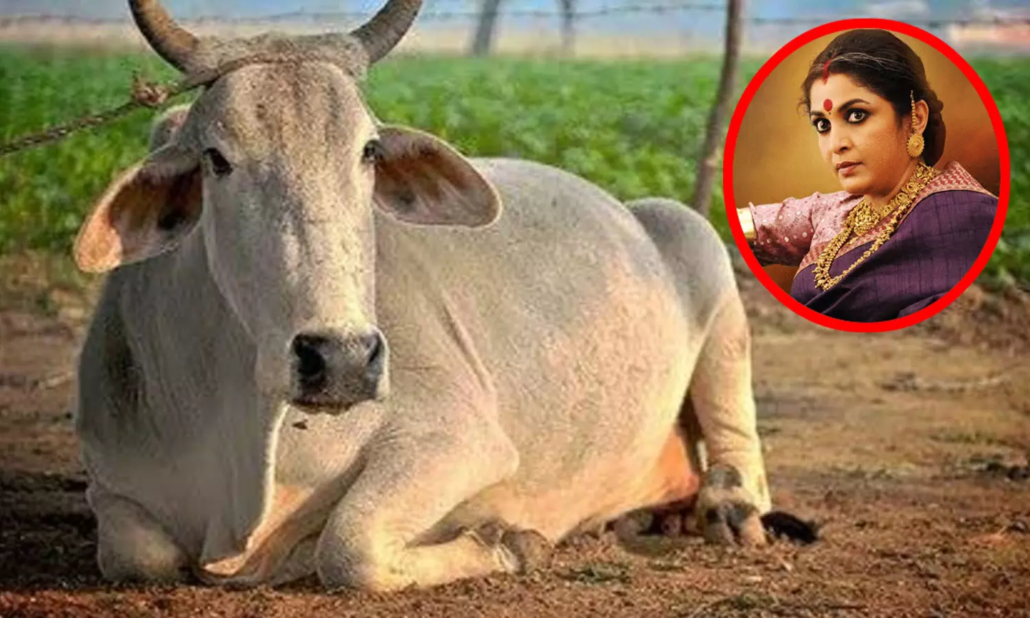 இனி நாட்டு பசு மாடுகள் “ராஜமாதா” என்று அழைக்கப்படும்…. மாநில அரசு அதிரடி அறிவிப்பு..!!