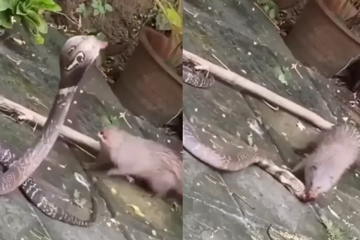 வாடா வா மோதி பாக்கலாம்…? கோப்ராவுடன் சண்டை போட்ட மொங்கூஸ்… யாரு ஜெயிச்சா தெரியுமா…? ‌ அதிர வைக்கும் வீடியோ..!