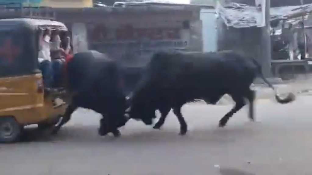 நடுரோட்டில் பயங்கரமாக மோதிக்கொண்ட காளை மாடுகள்… தலை தெறிக்க ஓடிய மக்கள்… பதற வைக்கும் வீடியோ..!!