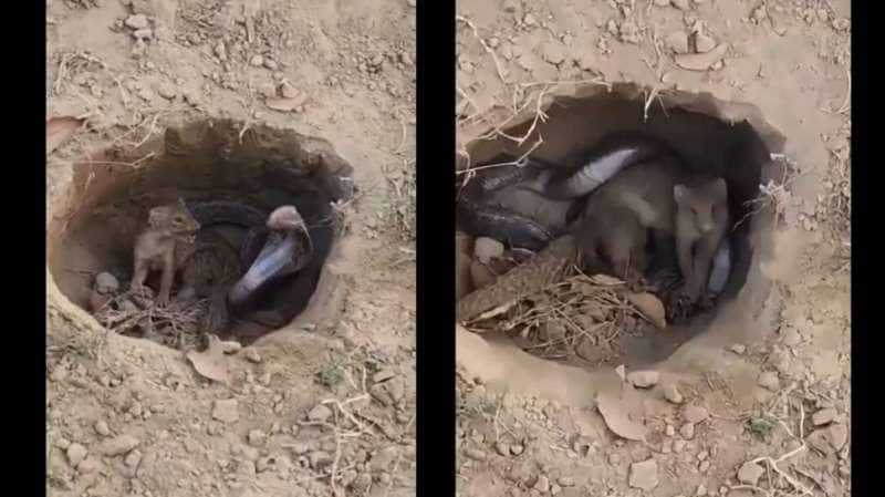 மோதிப் பார்க்கலாம் வாரீயா…? “பயங்கரமாக சண்டை போட்ட கீரி”… வசமாக சிக்கிக்கொண்ட பாம்பு…‌ பதற வைக்கும் பகீர் வீடியோ..!!