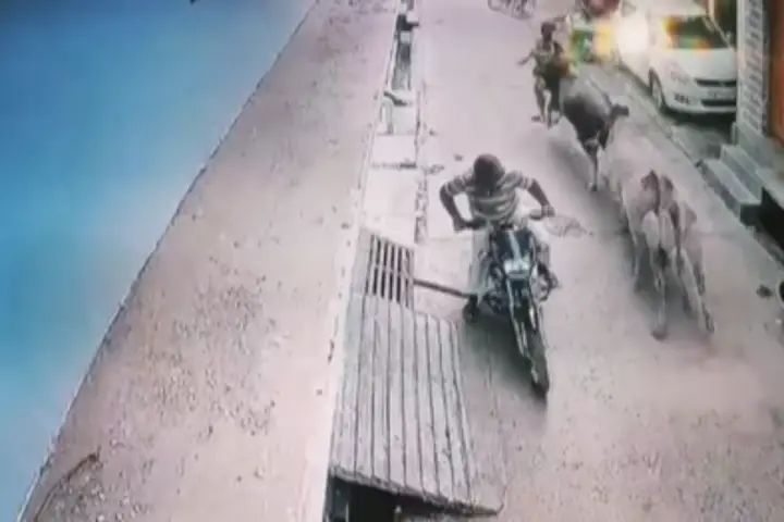 டேய்….! நாங்க சும்மா தானடா நிக்கிறோம்… எதுக்குடா இப்படி செஞ்ச… வாலிபரை புரட்டி எடுத்த மாடுகள்…. வீடியோ வைரல்…!!
