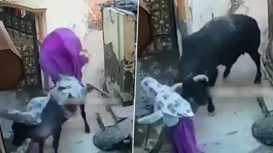 மூதாட்டியை பறக்கவிட்ட காளை மாடு…. இப்படி ஆகிருச்சே…. பதற வைக்கும் காணொளி….!!
