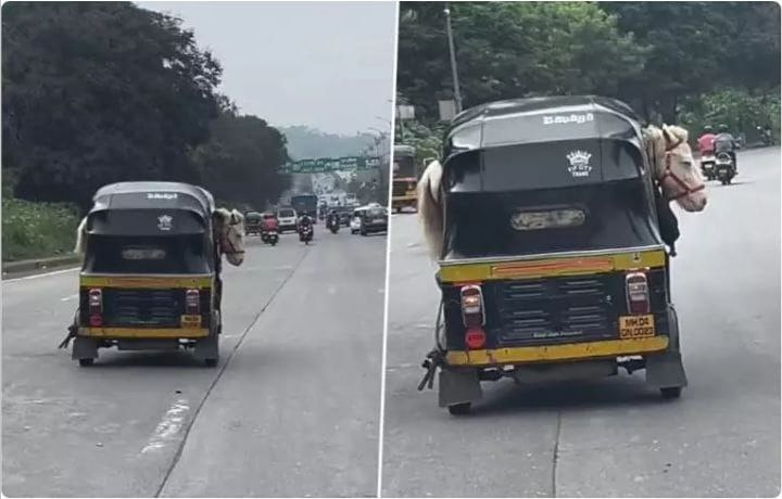 மனசாட்சியே இல்லையா…? அவ்ளோ பெரிய குதிரையை இப்படி ஒரு சின்ன ஆட்டோக்குள்ள… பார்த்தாலே பதறுதே.. கண்டனங்களை குவிக்கும் வீடியோ.!!