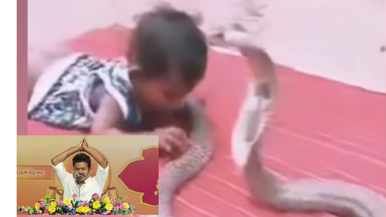 “குழந்தையும்… பாம்பும்” நிஜத்தில் நடந்த தளபதியின் குட்டி கதை…. வைரலாகும் வீடியோ…!!
