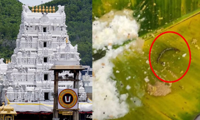 வெடித்தது புதிய சர்ச்சை…! பிரசித்தி பெற்ற திருப்பதி கோவிலில் வழங்கப்பட்ட அன்னதானத்தில் பூரான்… வைரலாகும் அதிர்ச்சி வீடியோ…!