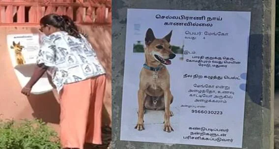மேங்கோவை பார்த்தீங்களா..? கண்டுபிடித்தால் நிச்சயம் பரிசு… தெரு தெருவாக நாயை தேடி அலையும் தம்பதி…!!