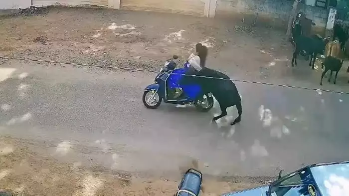 ஸ்கூட்டியில் கல்லூரிக்கு சென்ற மாணவி…. திடீரென பெண்ணை முட்டிய மாடு…. பதபதைக்க வைக்கும் சம்பவம்…!!