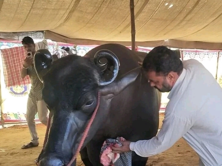 அடேங்கப்பா..! ஒரு எருமை மாட்டுக்கு இம்புட்டு மவுசா…? விலை மட்டும் ரூ. 23 கோடியாம்… அப்படி அதுல என்னதான் ஸ்பெஷல்..!!