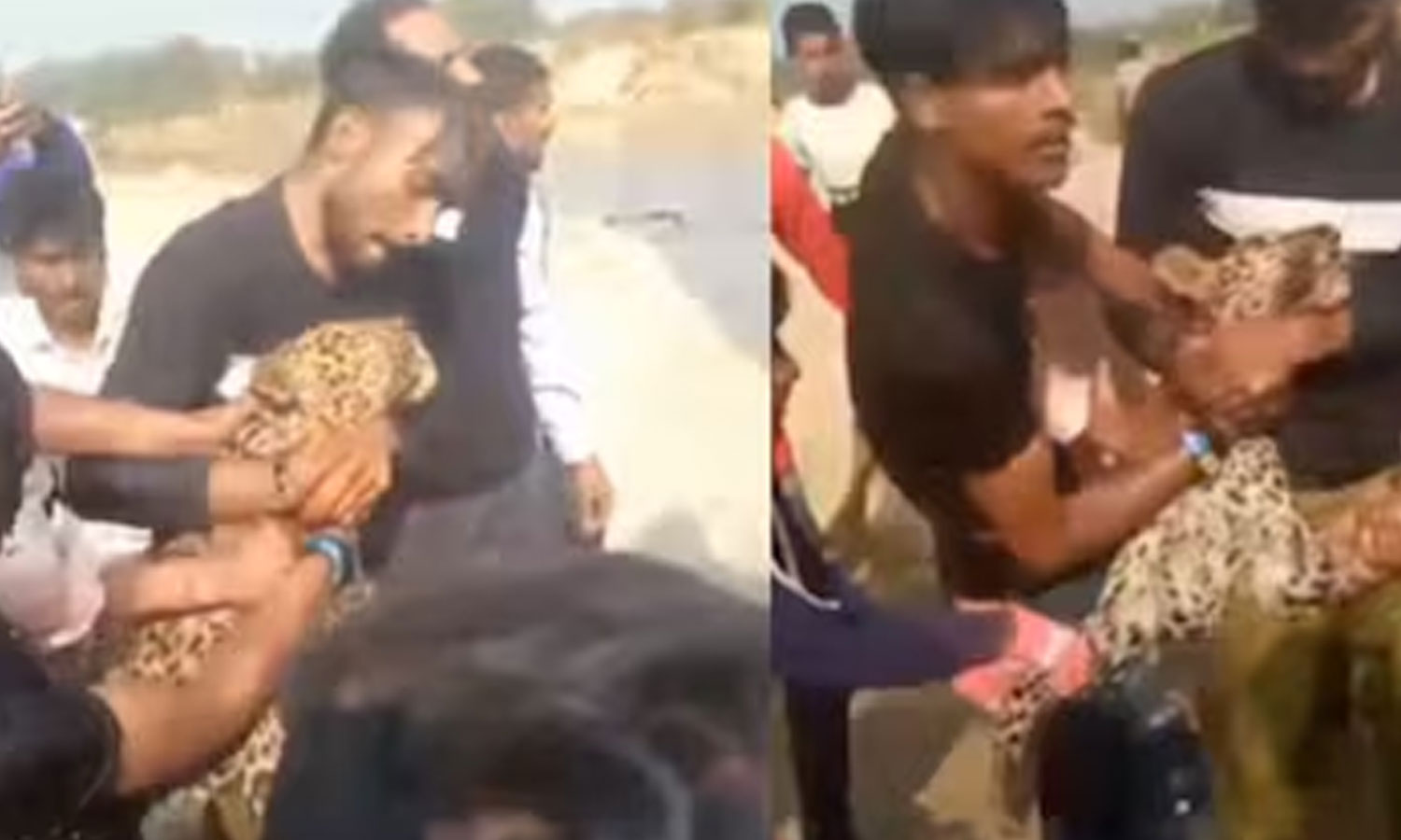 ஊருக்குள் புகுந்த சிறுத்தை… கழுத்தை நெரித்த வாலிபர்கள்…‌ பெரும் அதிர்ச்சி சம்பவம்..!!