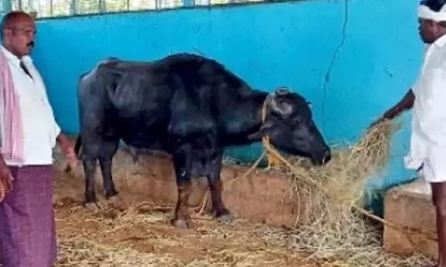 அடக்கடவுளே..! ஒரு எருமை மாட்டுக்கு இவ்வளவு அக்கப்போரா…? சொந்தம் கொண்டாடும் இரு மாநில மக்கள்… காரணத்தைக் கேட்டா ஆடிப் போய்டுவீங்க..!!