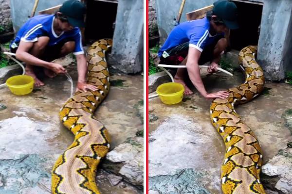 தம்பிக்கு ரொம்ப தைரியம் தான்… மலைப்பாம்பை வீட்டில் வைத்து அசால்டாக குளிப்பாட்டும் நபர்… மெய்சிலிர்க்க வைக்கும் வீடியோ…!!!