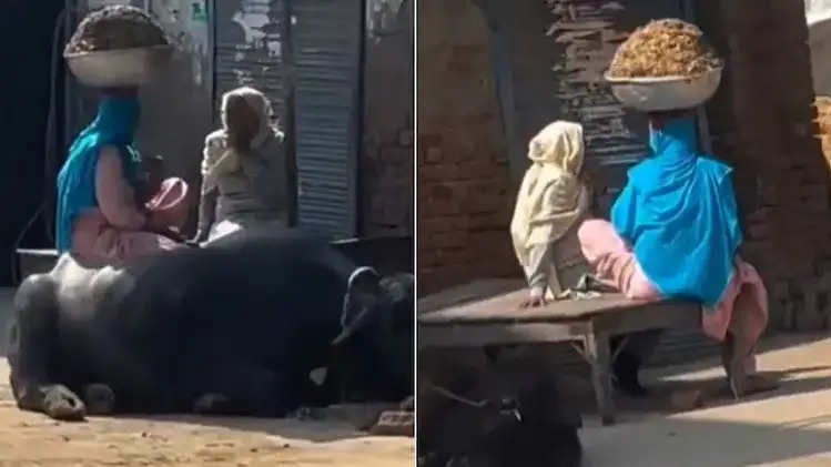 “இரும்பு கூடை முழுதும் மாட்டு சாணம்”… அசால்டாக தலையில் வைத்துக்கொண்டே  உட்கார்ந்து பேசிய மூதாட்டி… ஆச்சரியமூட்டும் வீடியோ…!!!