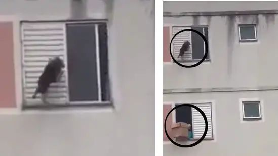 OMG: மளமளவென ஏறி அடுக்குமாடி குடியிருப்பின் உச்சிக்கு சென்ற நாய்… பெண்ணின் துணிச்சல்… பாராட்டுகளை குவிக்கும் வீடியோ..!!