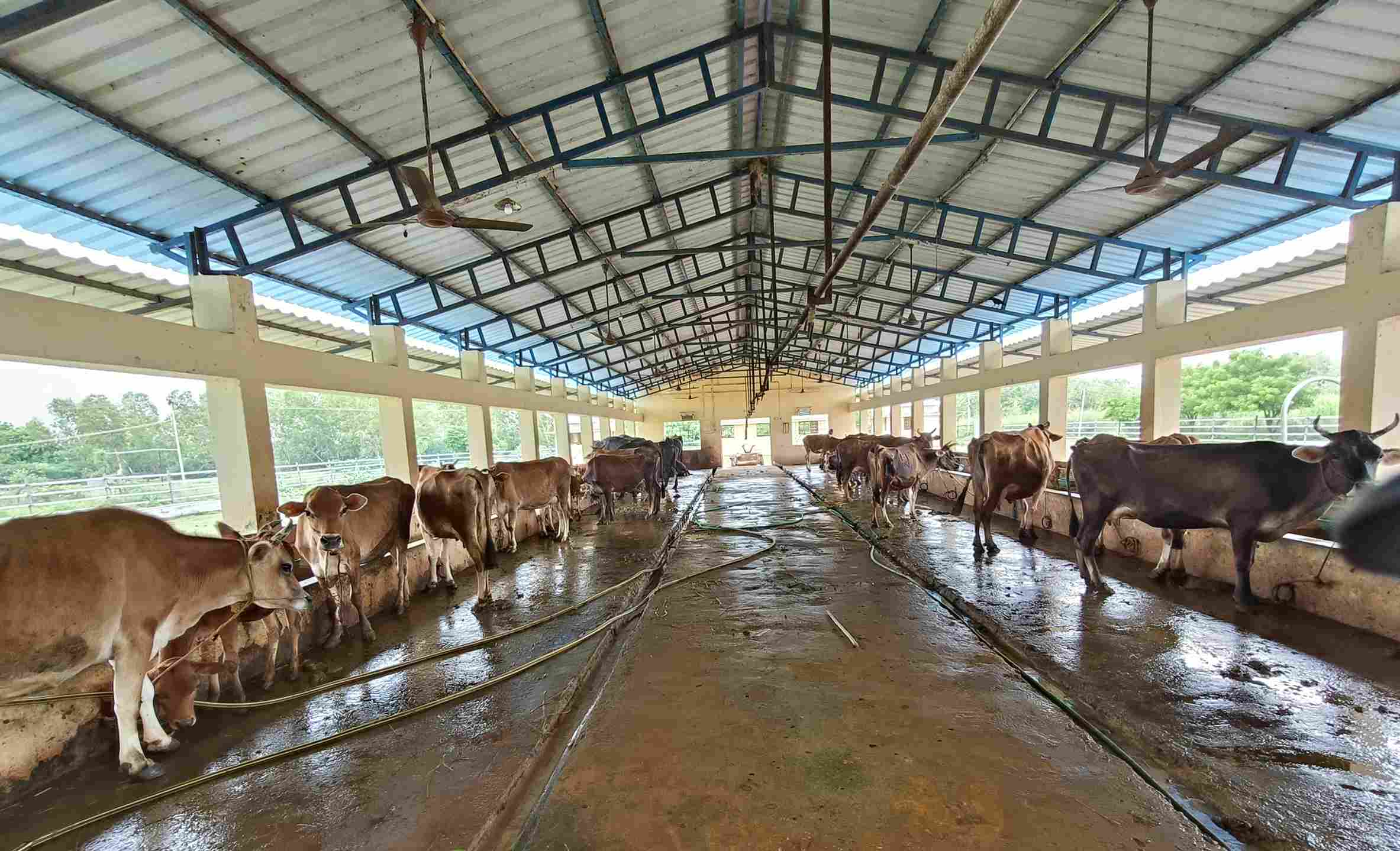 கால்நடை பண்ணை அமைக்க ஓர் அரிய வாய்ப்பு… ரூபாய் 50 லட்சம் வரை நிதி உதவி.. தமிழக அரசு வெளியிட்ட சூப்பர் அறிவிப்பு…!!!