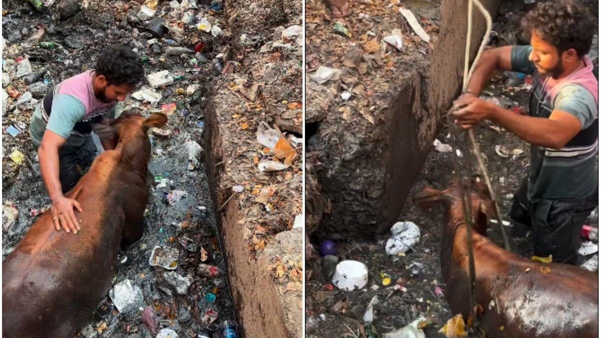 சாக்கடை வடிகாலில் சிக்கிய மாடு… இடைவிடாது முயன்று காப்பாற்றிய இளைஞர்… நெகிழ வைக்கும் வீடியோ…!!!