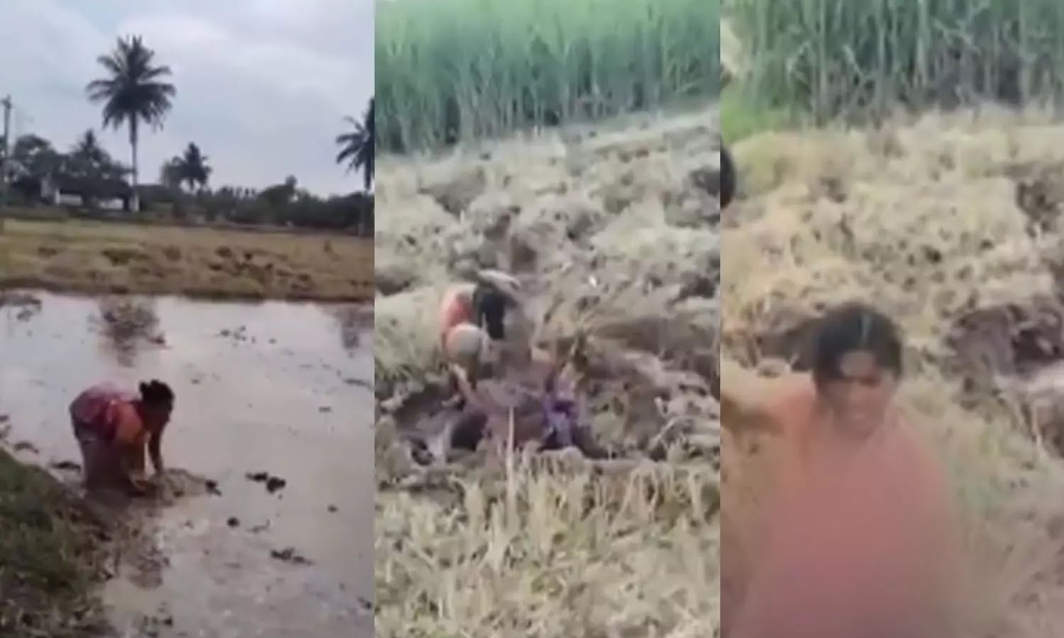 “வயக்காட்டில் குத்துச்சண்டை”… கட்டிப்பிடித்து உருண்டு பயங்கரமாக தாக்கி கொண்ட மாமியார்-மருமகள்… பரபரப்பு சம்பவம்..!!