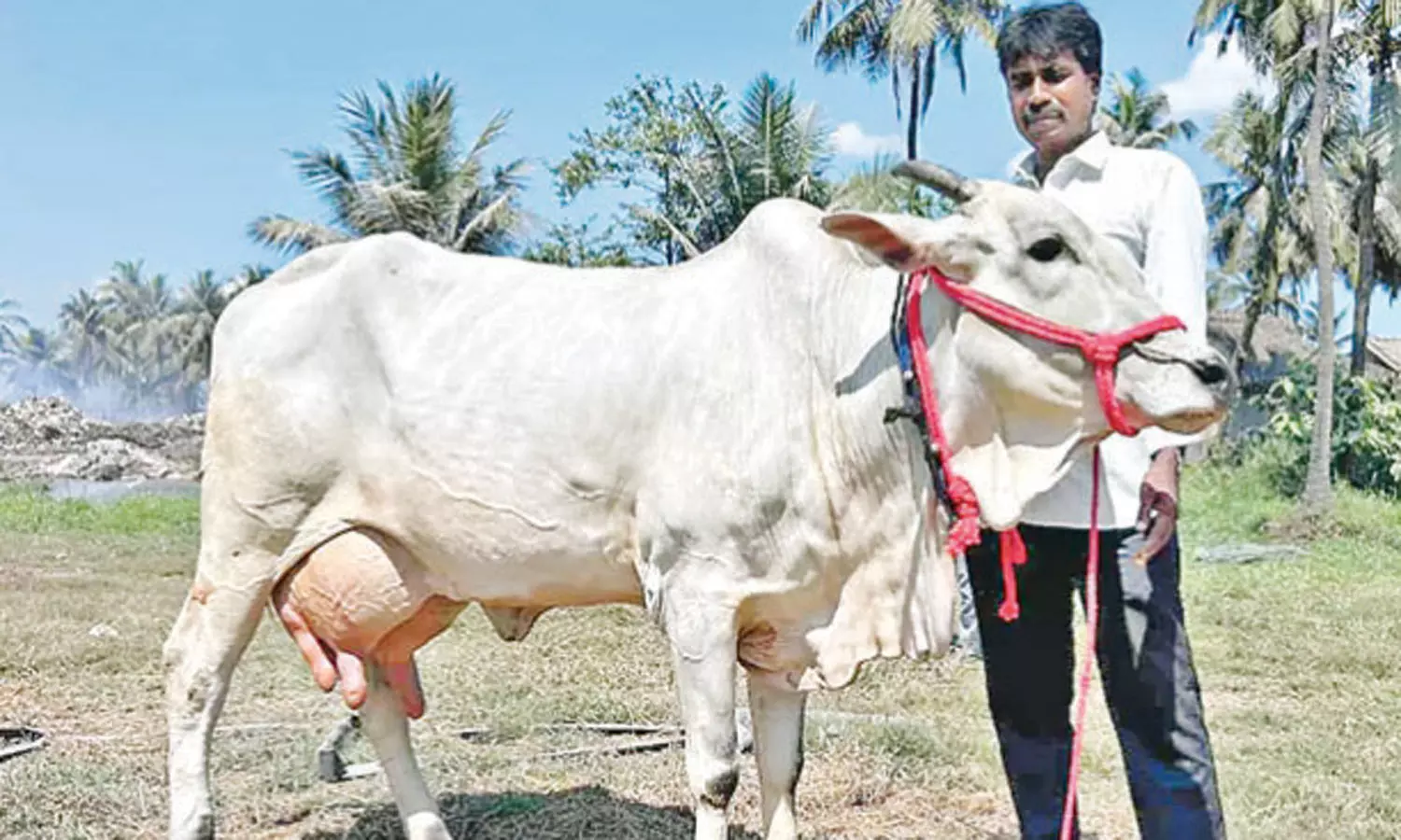 அடேங்கப்பா…! ஒரு நாளைக்கு 20 லிட்டர் பால் கறக்கும் பசு… மகிழ்ச்சியில் விவசாயி… ஆச்சரிய தகவல்..!!!