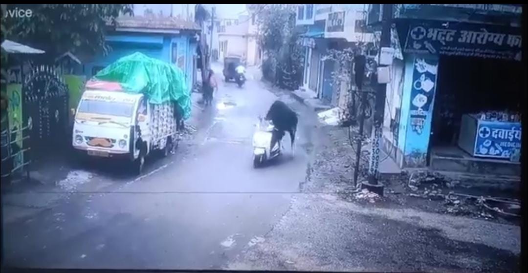 என்ன கொடுமை சார் இது..!! “ஸகூட்டியில் செல்லும் காளை மாடு”… அட உண்மை தாங்க… இணையத்தில் வைரலாகும் வீடியோ..!!