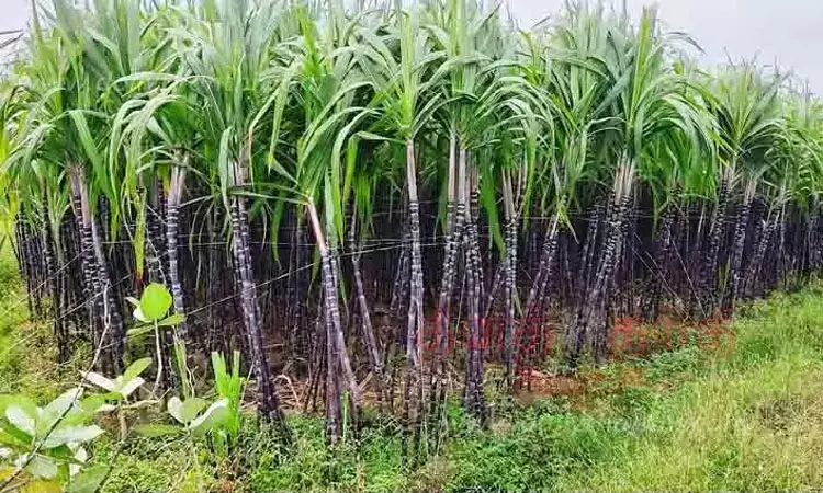 விவசாயிகளுக்கு குட் நியூஸ்..! கரும்புக்கு ஒரு குண்டாளுக்கு ரூ.355 ஆதாய விலை… ஒப்புதல் வழங்கியது மத்திய அரசு.!!!