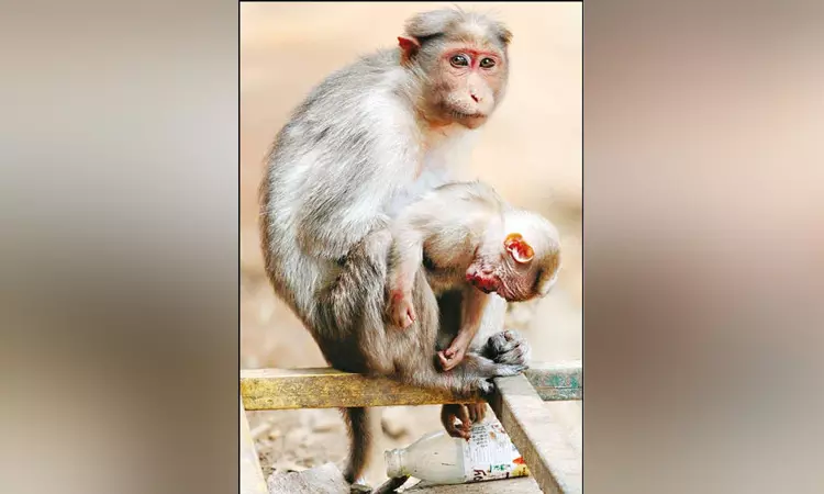அடக்கடவுளே..! “குட்டி இறந்தது கூட தெரியாமல் தூக்கிக்கொண்டே செல்லும் குரங்கு”… அணைத்து வைத்தபடியே… கலங்க வைக்கும் சம்பவம்…!!!