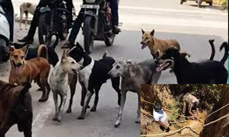“பசுமாட்டை துரத்திய தெரு நாய்கள்”… மர படிக்கட்டில் ஏறி 3-வது மாடிக்கு சென்றதால் பரபரப்பு… நீண்ட நேர போராட்டத்திற்கு பிறகு பத்திரமாக மீட்ட தீயணைப்பு துறையினர்..!!