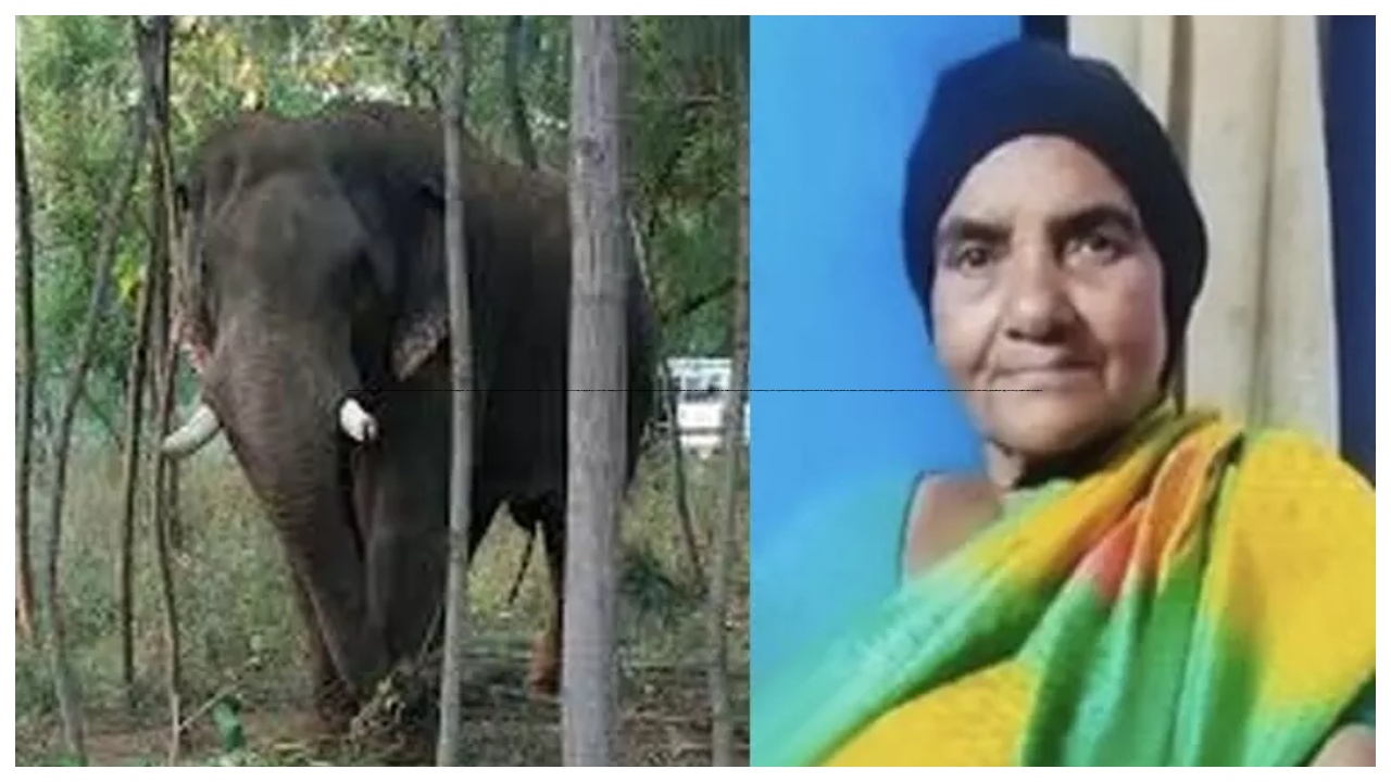 குடியிருப்பு பகுதிக்குள் நுழைந்த ஒற்றை காட்டு யானை… மூதாட்டியை  தாக்கியதால் பரபரப்பு… அச்சத்தில் பொதுமக்கள்…!!