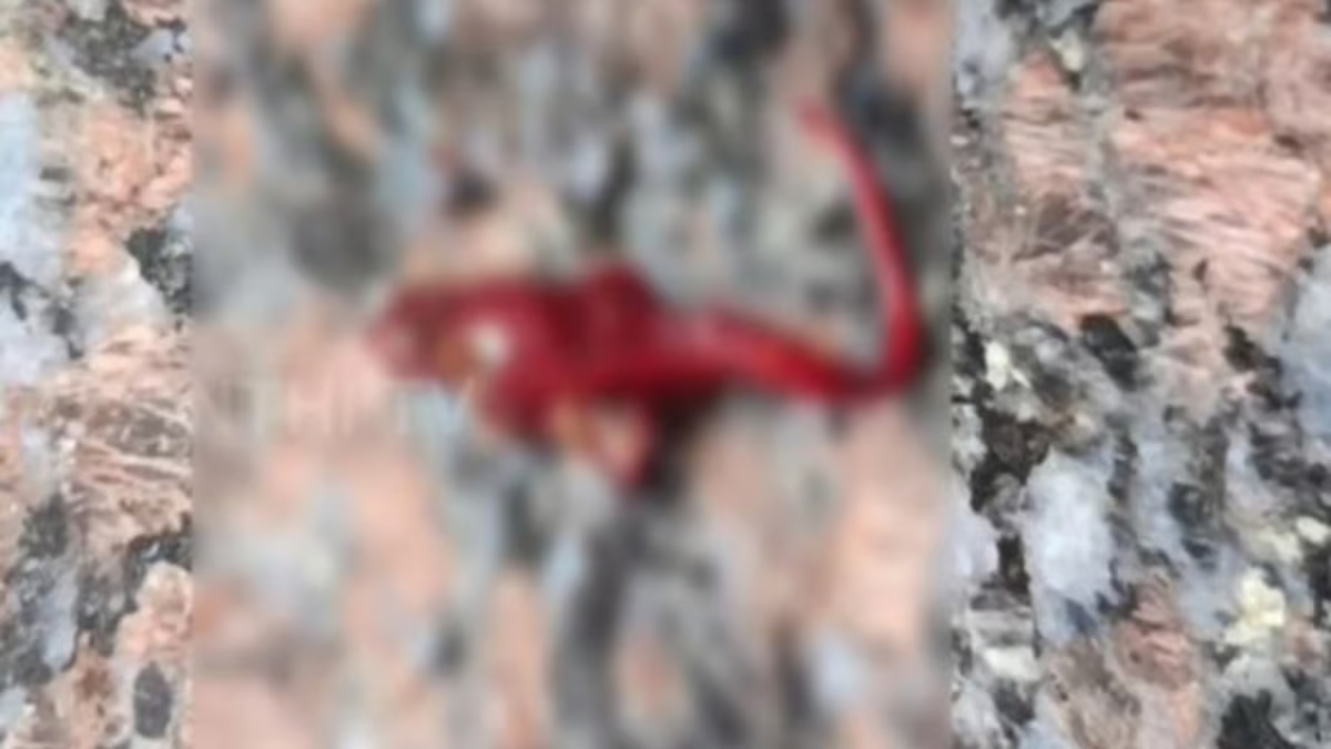 “ஜூஸ் குடித்த போது வாயில் தட்டுப்பட்ட பொருள்”… அழுகிய நிலையில் கிடந்த பல்லி… மருத்துவமனையில் சிறுமி அனுமதி… பரபரப்பு சம்பவம்..!!
