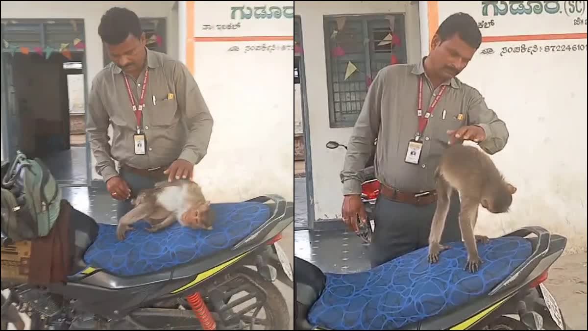 டாக்டர் சார்…!! என்னை காப்பாத்துங்க… வலி தாங்க முடியல… தானாகவே ஹாஸ்பிடலுக்கு சென்ற குரங்கு… அப்புறம் என்னாச்சு தெரியுமா…? வீடியோ வைரல்..!!!