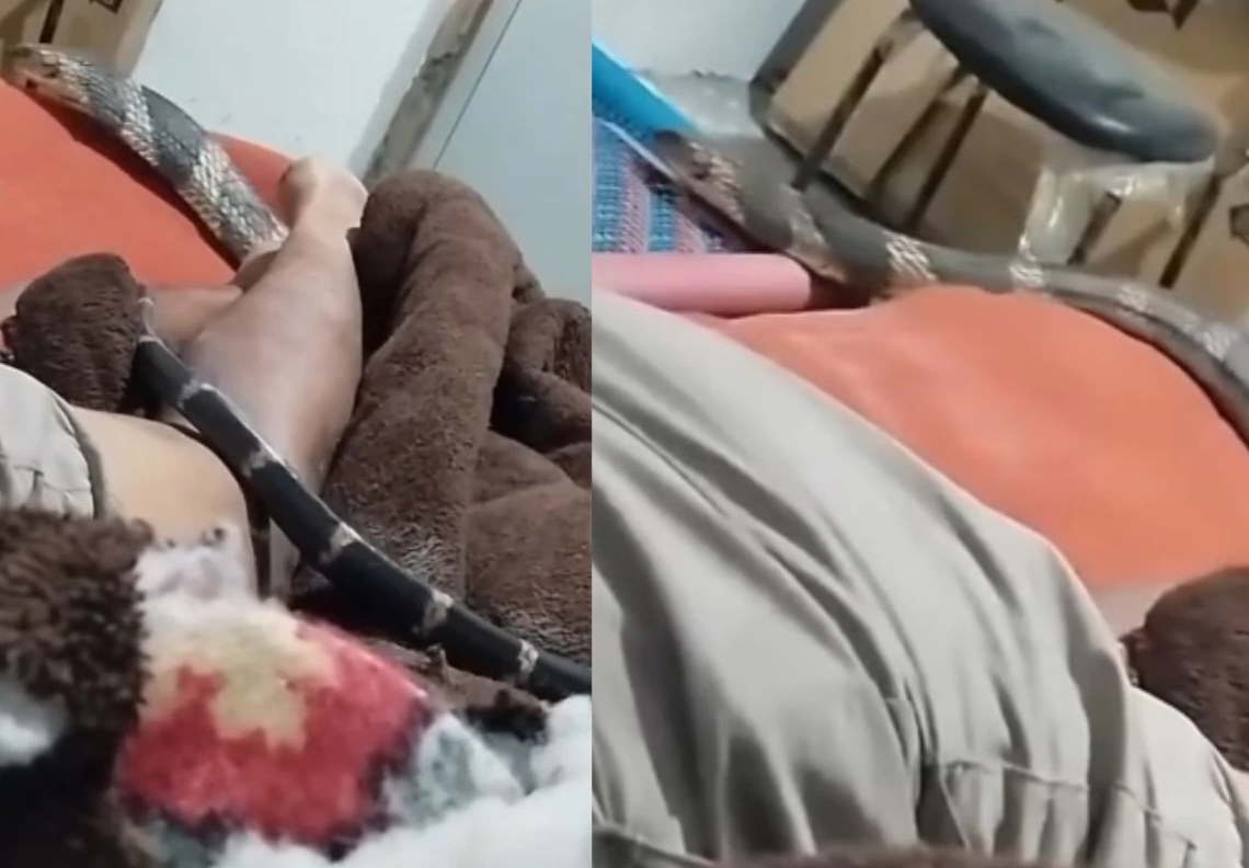 அடி ஆத்தி..! அது நம்ம கிட்டலா வருது… ஐயோ அது கிங் கோப்ரா டா… Silent ஆக வாலிபர் மீது படுத்து தூங்கிய சம்பவம்.. திக் திக் நொடிகள்… வீடியோ வைரல்…!!!!